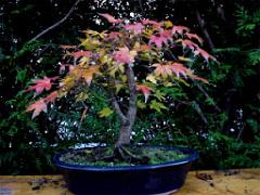 149 BONZAI A MAULEVRIER 2016_000006